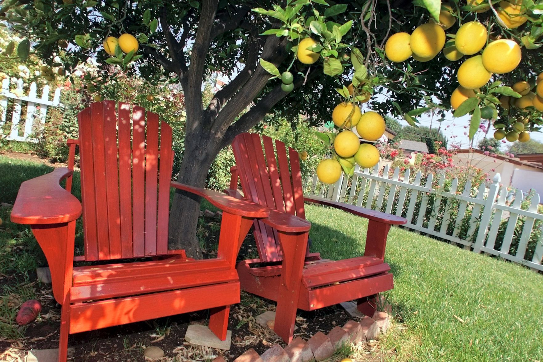 You grab a lemon from your tree